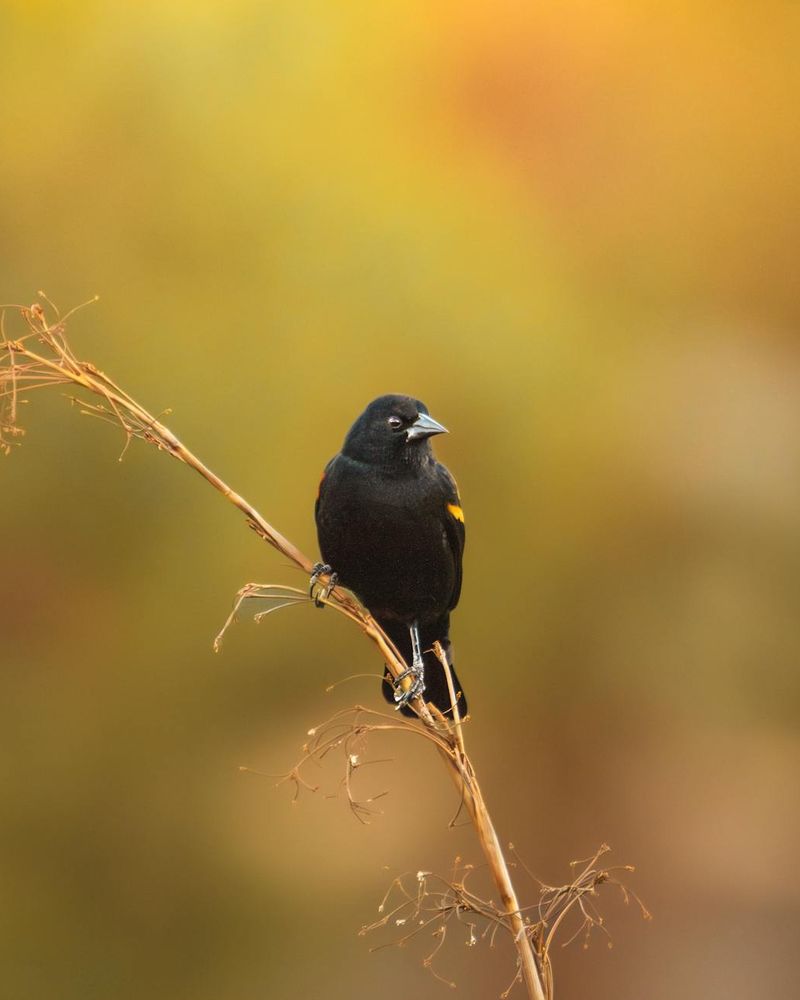 Close up of a calm person looking into distance