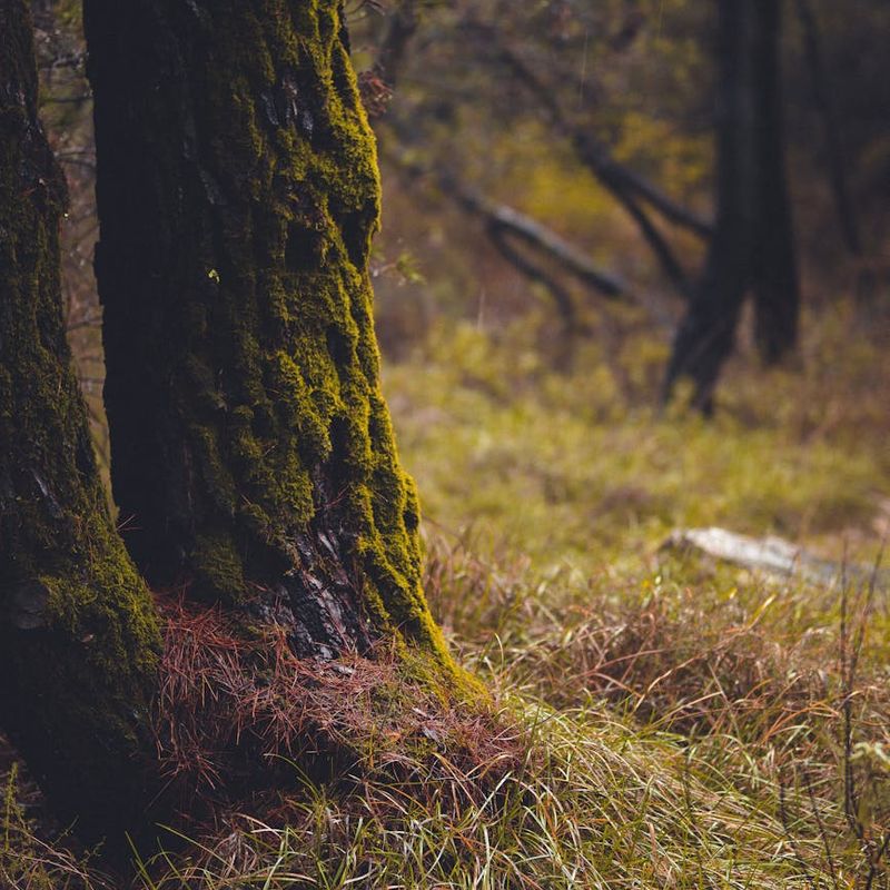 Green forest landscape for visual relaxation