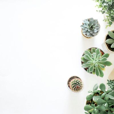 Succulent plants on a white desk